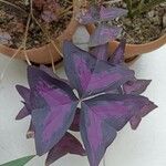 Oxalis triangularis Folla