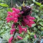 Salvia oxyphora Flor