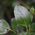 Rhamnus prinoides Leaf