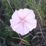 Convolvulus cantabrica Цветок