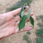 Celtis australis Leaf