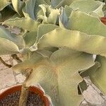 Kalanchoe beharensis Hoja