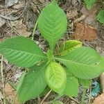 Elephantopus carolinianus Leaf