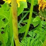 Taraxacum campylodes Escorça