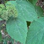 Hydrangea cinerea Leaf