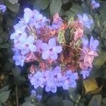 Eranthemum pulchellum Blomst