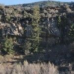 Pseudotsuga macrocarpa Yeri