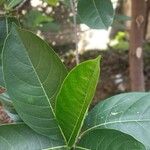 Artocarpus heterophyllus Lapas