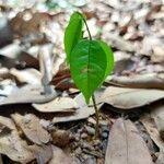 Baphia pubescens Φύλλο