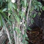 Thunbergia fragrans Συνήθη χαρακτηριστικά