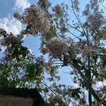 Cordia alliodora Blüte