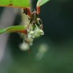 Phyllanthus phillyreifolius Blüte