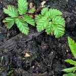 Rubus illecebrosus Лист