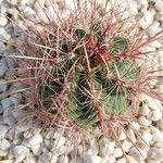 Thelocactus bicolor Лист