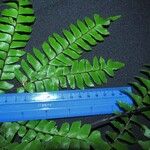 Adiantum trapeziforme अन्य