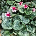 Cyclamen spp. Habitus