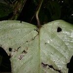 Anthurium subsignatum Fuelha