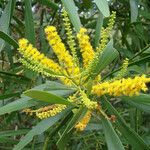 Acacia spirorbis Blüte