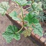 Malva pusilla Leaf