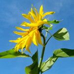 Helianthus annuus Blomst