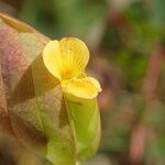 Bryaspis psittacorhyncha Flower