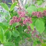 Syringa josikaea Flower