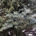 Abies concolor Leaf