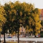 Koelreuteria paniculata Хабит