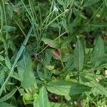 Epilobium coloratum Leaf