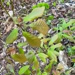 Quercus michauxii Leaf