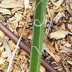 Hesperaloe parviflora Feuille