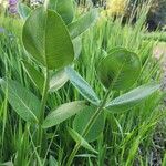 Asclepias latifolia ᱪᱷᱟᱹᱞᱤ