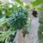 Datura ferox Плод