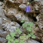 Aquilegia viscosa 整株植物