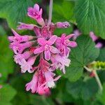 Ribes sanguineum Flor