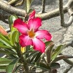 Adenium obesumFlower