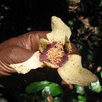 Mkilua fragrans Flower