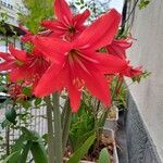 Hippeastrum correienseFlower