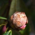 Rhododendron irroratum Övriga