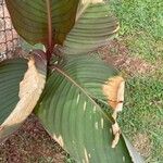 Canna indica Leaf