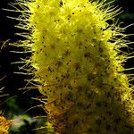 Eremurus stenophyllus Flower