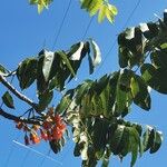 Castanospermum australe Лист