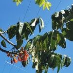 Castanospermum australe पत्ता