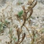 Oenothera drummondii Плод