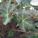 Begonia heracleifolia 叶