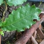 Quercus castaneifolia Blad