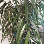 Ficus spp. Φύλλο