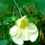 Impatiens noli-tangere Blodyn