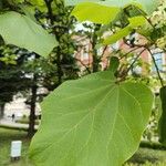 Catalpa ovataHoja