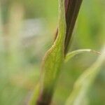 Gymnadenia odoratissima Leaf